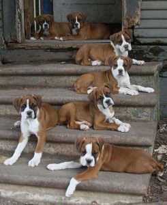 boxer