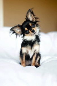 chi