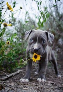 pitbull
